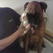 Boxer hearts of hope galliano