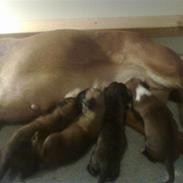 Boxer hearts of hope galliano