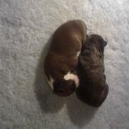 Boxer hearts of hope galliano