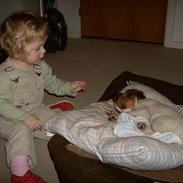 Kooikerhondje Mille