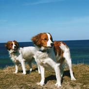 Kooikerhondje Mille
