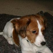 Kooikerhondje Mille