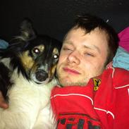 Collie langhåret Lonzi