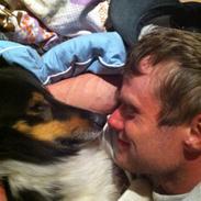 Collie langhåret Lonzi