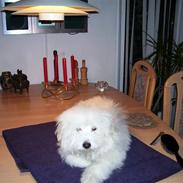 Coton de tulear Greenlands Jo jo