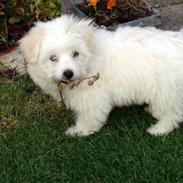 Coton de tulear Greenlands Jo jo