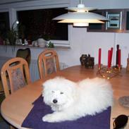 Coton de tulear Greenlands Jo jo