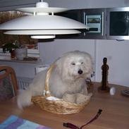 Coton de tulear Greenlands Jo jo