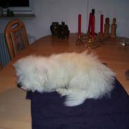 Coton de tulear Greenlands Jo jo
