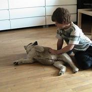 Alaskan malamute Balder