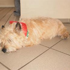 Cairn terrier Rusti