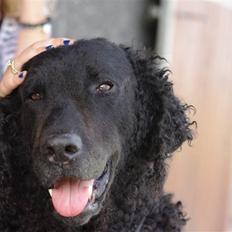 Curly coated retriever Tess