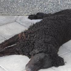 Curly coated retriever Tess