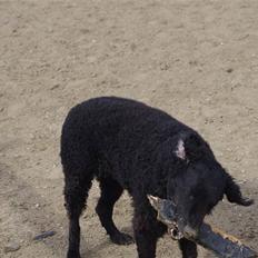 Curly coated retriever Tess