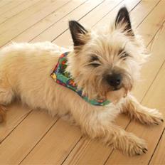 Cairn terrier Anton