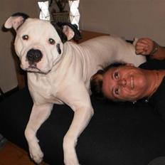 Amerikansk bulldog Berta