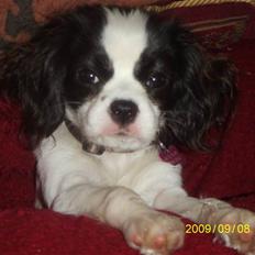 Blanding af racer bibi