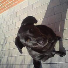 Labrador retriever molly