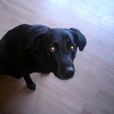 Labrador retriever molly