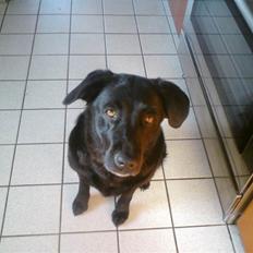 Labrador retriever molly