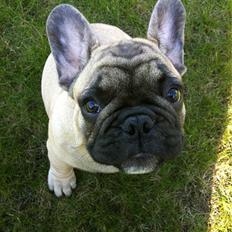 Fransk bulldog Dargo