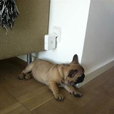 Fransk bulldog Dargo