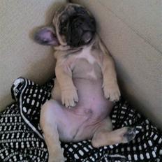 Fransk bulldog Dargo