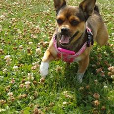 Blanding af racer Mille