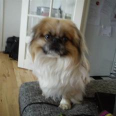 Pekingeser Charlie