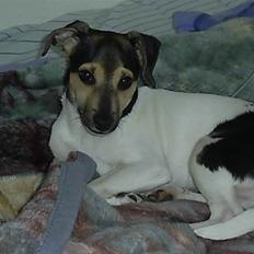 Dansk svensk gaardhund flintegården's Charlie <3