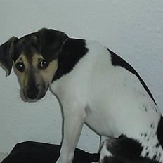 Dansk svensk gaardhund flintegården's Charlie <3