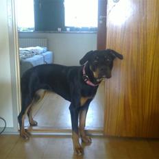 Blanding af racer Hunden ( rotte/cc )