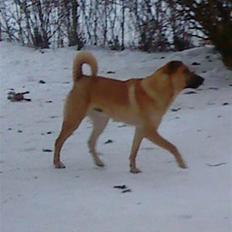 Blanding af racer Batman AKA Batte