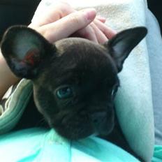 Fransk bulldog Payton <3