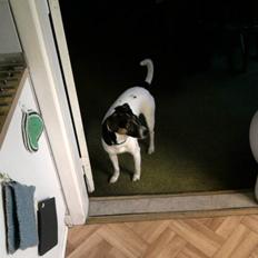 Dansk svensk gaardhund Futte