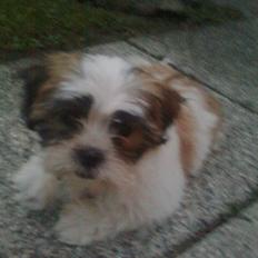Shih tzu Bella
