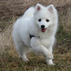 Japansk spids Kannibalens Lila Savannah