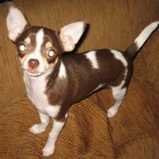 Chihuahua Püppi