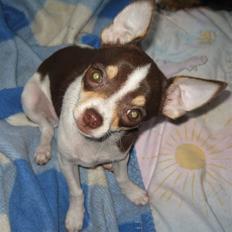 Chihuahua Püppi