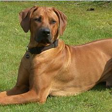 Rhodesian ridgeback       "Bhara Bhara" Jengo