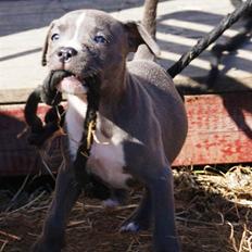 Staffordshire bull terrier Blue Blazing Happy Feet