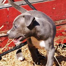 Staffordshire bull terrier Blue Blazing Happy Feet