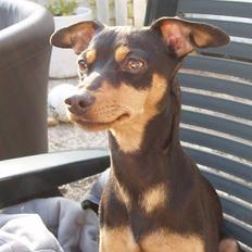 Dvaergpinscher Pepsi