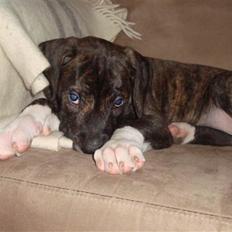 Blanding af racer Megan