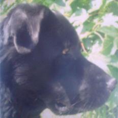 Blanding af racer R*I*P Sofus 