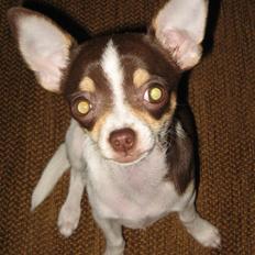 Chihuahua Püppi