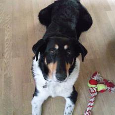 Blanding af racer Rex