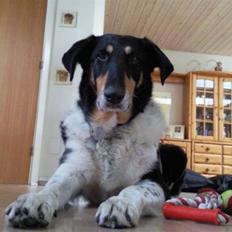 Blanding af racer Rex