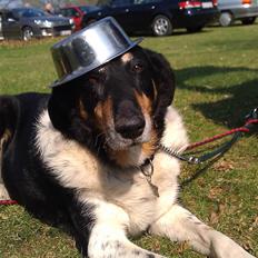 Blanding af racer Rex