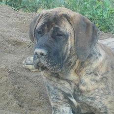 Mastiff Engelsk Mastiff, Bodil